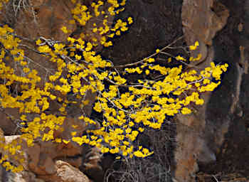 Manambolo R Tree Flower Xxx Yellow