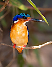 Manambolo R Bird MGMalachite Kingfisher