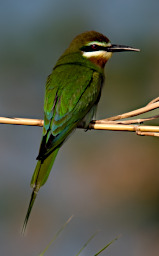 Manambolo R Bird Olive Beeeater