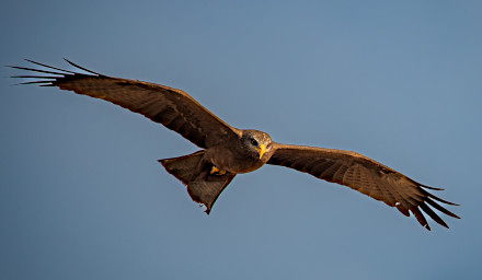 Manambolo R Bird Yellow-Billed Kite