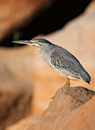 Manambolo R Bird Striated Heron