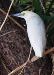 Manambolo R Bird MGSquacco Heron