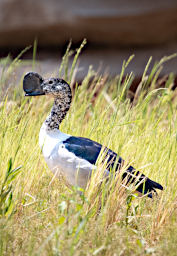 Manambolo R Bird Comb Duck