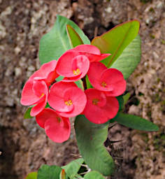 Mitsinjo Flower Xxx Red PA190129