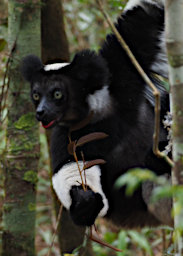 Mitsinjo Lemur Indri PA190161