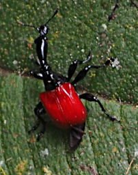 Mitsinjo Bug Giraffe Weevil PA200195
