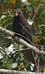 Mitsinjo Bird Xxx PA200210