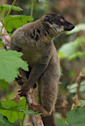 Mitsinjo Lemur Common Brown PA200215