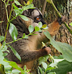 Mitsinjo Lemur Common Brown PA200225