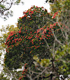 Mitsinjo Flower Xxx Red PA200233