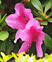 Mitsinjo Flower Xxx Pink PA200234