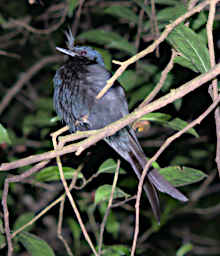 Mitsinjo Bird Crested Drongo