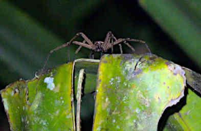 Mitsinjo Spider