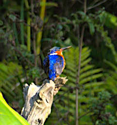 Mitsinjo Bird MGMalachite Kingfisher