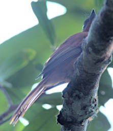 Mitsinjo Bird MGParadise Flycatcher