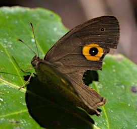 Mitsinjo Butterfly Indian Ocean Satyr