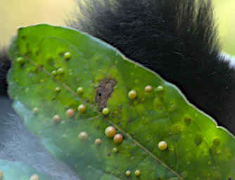 Mitsinjo Leaf Parasites