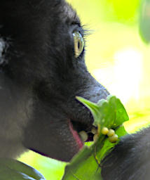 Mitsinjo Lemur Indri