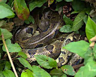 Mitsinjo Snake Ground Boa