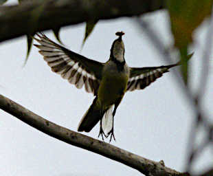 Mitsinjo Bird MGWagtail