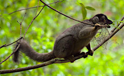 Mitsinjo Lemur Common Brown