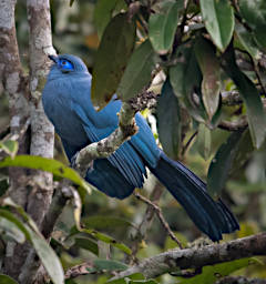 Mitsinjo Bird Blue Coua