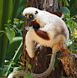 Peyrieras Lemur Deckens Sifaka PA190011