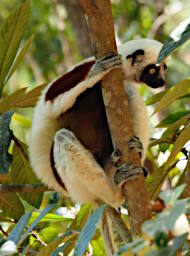 Peyrieras Lemur Deckens Sifaka PA190015