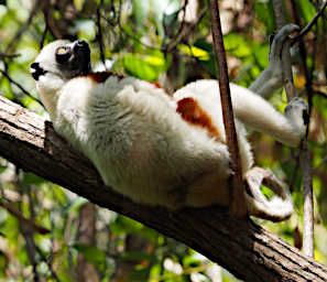 Peyrieras Lemur Deckens Sifaka PA190018