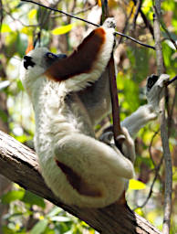 Peyrieras Lemur Deckens Sifaka PA190022
