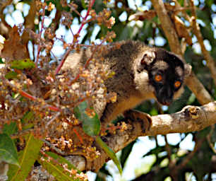 Peyrieras Lemur Common Brown PA190030