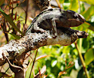 Peyrieras Chameleon Xxx PA190045