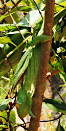 Peyrieras Chameleon Xxx PA190054