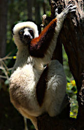 Peyrieras Lemur Deckens Sifaka