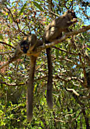 Peyrieras Lemur Common Brown