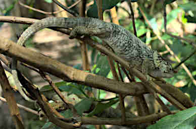 Peyrieras Chameleon Xxx