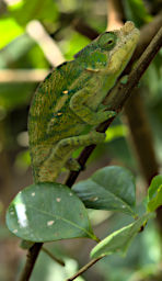 Peyrieras Chameleon Xxx