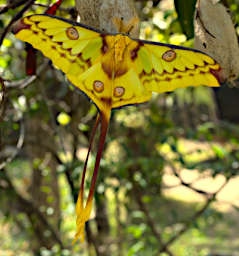 Peyrieras Moth Comet