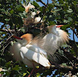 Ranomafana Bird Cattle Egrets PB030948