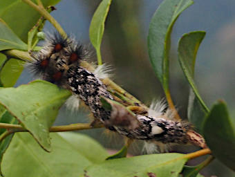 Native Borocera cajani silkworm