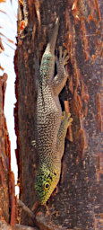 Reniala Lizard Standings Day Gecko PB091617