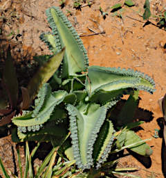 Reniala Plant Mother Of Thousands PB091618