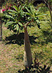 Reniala Plant Xxx