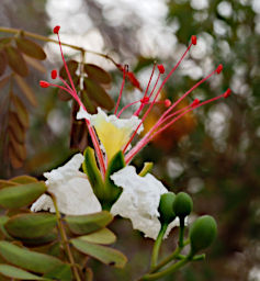 Reniala Flower Xxx White Pink