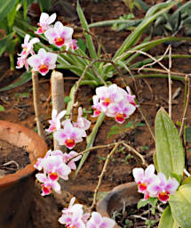 Reniala Flower Xxx White Pink Red
