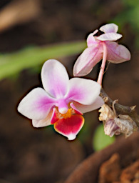 Reniala Flower Xxx White Pink Red