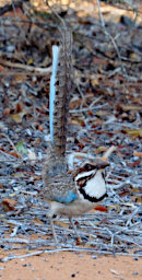 Reniala Bird Long Tailed Ground Roller
