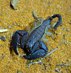 Reniala Bug Scorpion