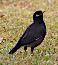 Tana Bird Myna