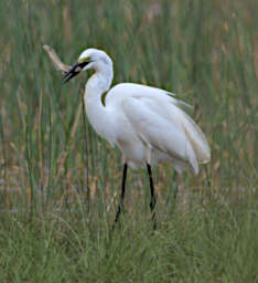 Tana Bird Great Egret